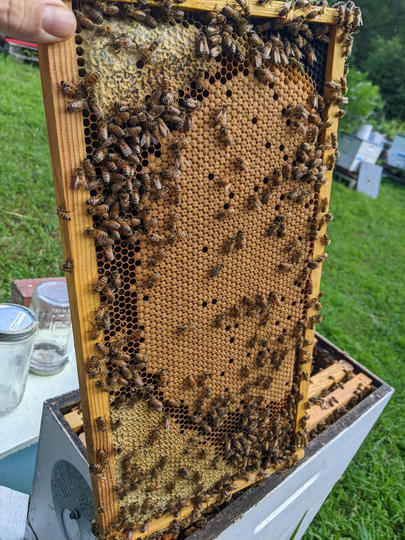 VSH Pol-line 2.2 breeder queen from RW